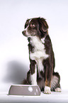 Miniature Australian Shepherd