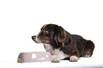 Miniature Australian Shepherd