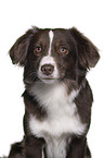 Miniature Australian Shepherd