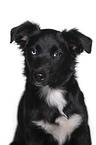 Miniature Australian Shepherd