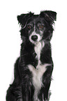 Miniature Australian Shepherd