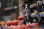 Miniature Australian Shepherd