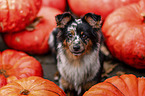 Miniature Australian Shepherd