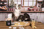Miniature Australian Shepherd