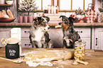 Miniature Australian Shepherd