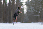 Miniature Australian Shepherd