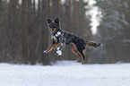 Miniature Australian Shepherd