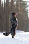 Miniature Australian Shepherd