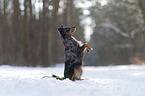 Miniature Australian Shepherd