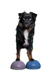 Miniature Australian Shepherd