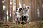 Miniature Australian Shepherd
