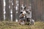 Miniature Australian Shepherd