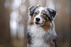 Miniature Australian Shepherd