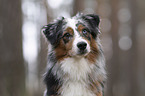 Miniature Australian Shepherd