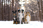 Miniature Australian Shepherd and Sheltie
