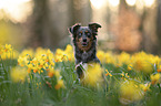 Miniature Australian Shepherd