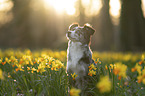 Miniature Australian Shepherd