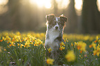 Miniature Australian Shepherd