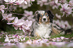 Miniature Australian Shepherd