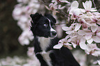 Miniature Australian Shepherd