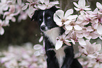 Miniature Australian Shepherd