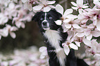 Miniature Australian Shepherd