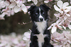 Miniature Australian Shepherd