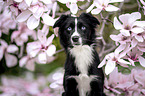Miniature Australian Shepherd