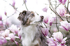 Miniature Australian Shepherd
