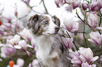 Miniature Australian Shepherd