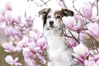 Miniature Australian Shepherd