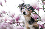 Miniature Australian Shepherd
