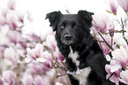 Miniature Australian Shepherd