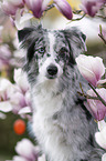 Miniature Australian Shepherd