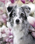 Miniature Australian Shepherd