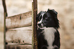 Miniature Australian Shepherd