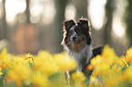 Miniature Australian Shepherd