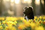 Miniature Australian Shepherd