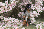 Miniature Australian Shepherd
