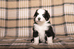 Miniature Australian Shepherd