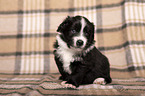 Miniature Australian Shepherd