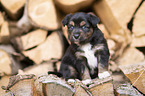 Miniature Australian Shepherd
