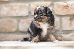 Miniature Australian Shepherd