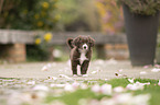 Miniature Australian Shepherd