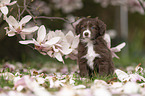 Miniature Australian Shepherd