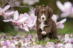 Miniature Australian Shepherd