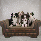 Miniature Australian Shepherd puppy