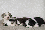 Miniature Australian Shepherd puppy