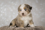 Miniature Australian Shepherd puppy
