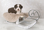 Miniature Australian Shepherd puppy